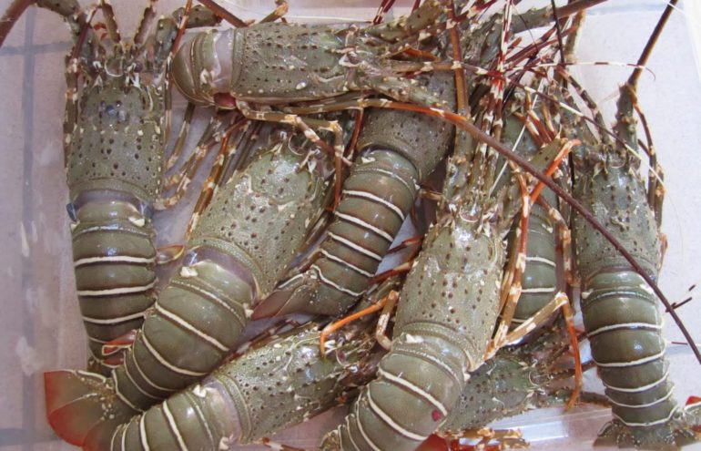 Syarat Hidup Lobster yang Perlu Diketahui Sebelum Berbudidaya